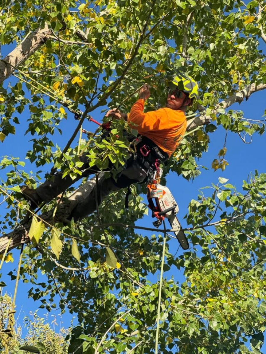 Climber roped into a leafy cottonwood, running a chainsaw mid-canopy for a controlled trim