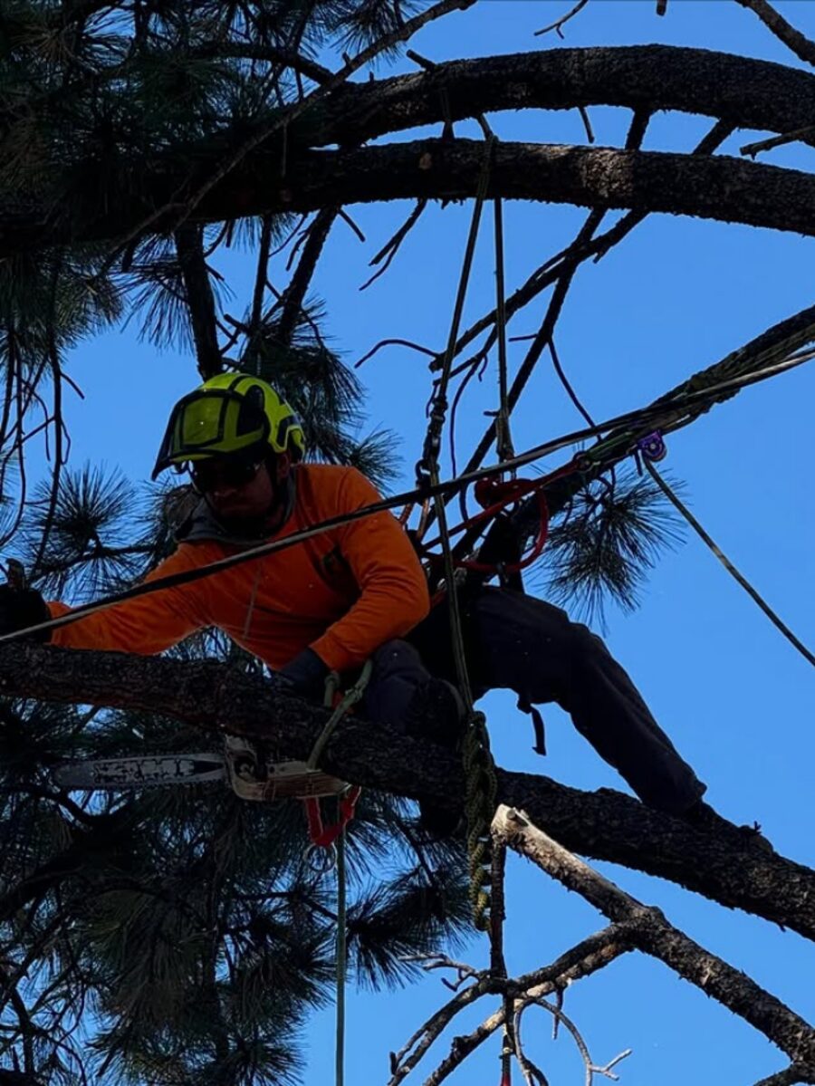 Climber roped high in a pine above power lines, rigging a limb down by hand on a Colorado Springs job
