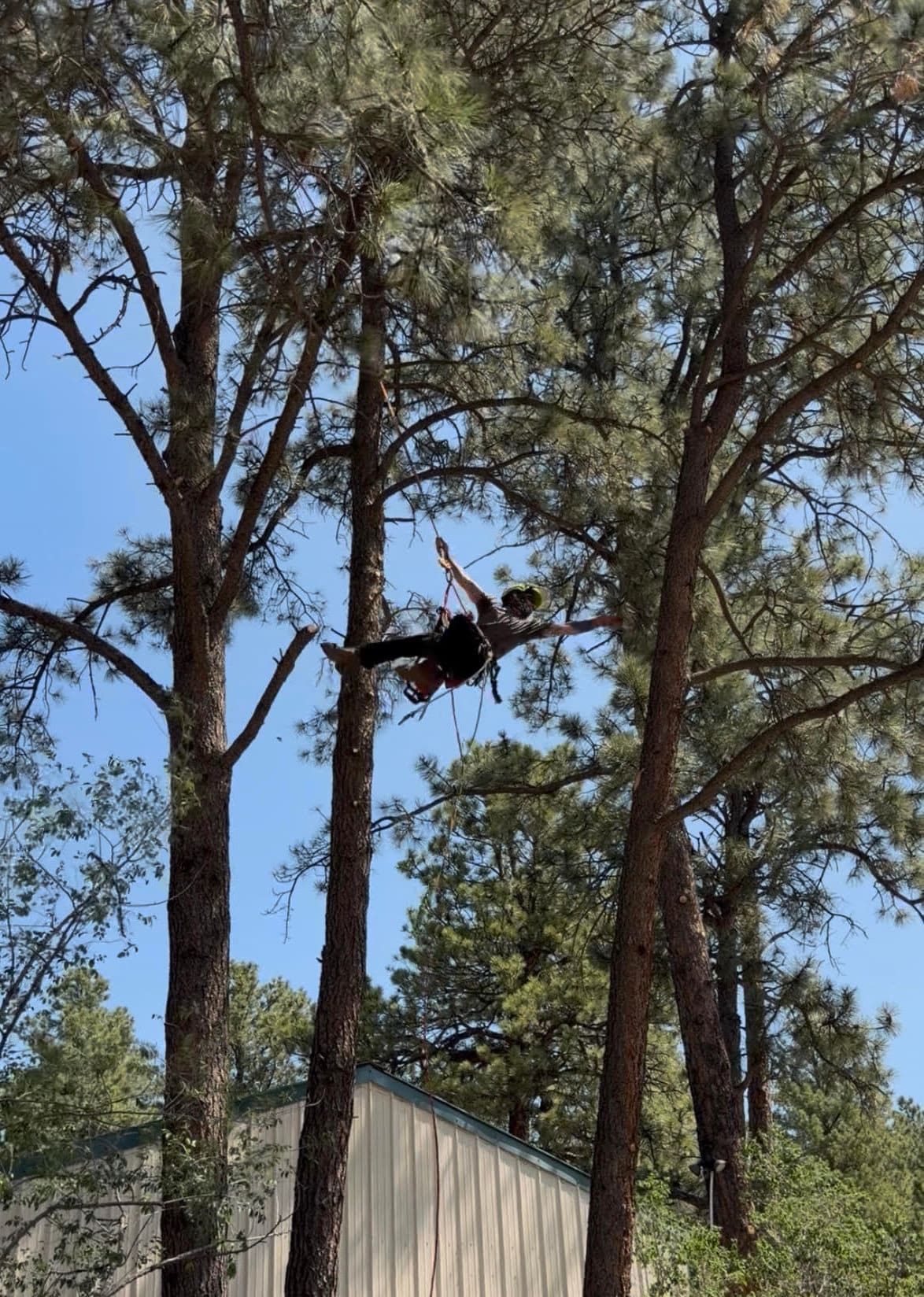 Climber high in the pines, swinging tree to tree on rope over a Colorado Springs canopy