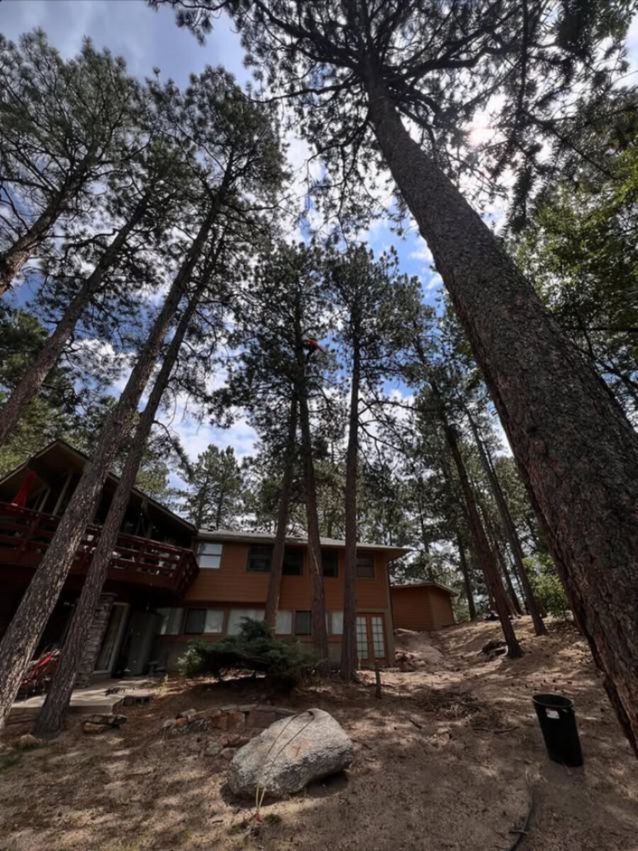 Towering pines rising over a Colorado Springs home, a climber barely visible in the crown, rigged and lowered by hand
